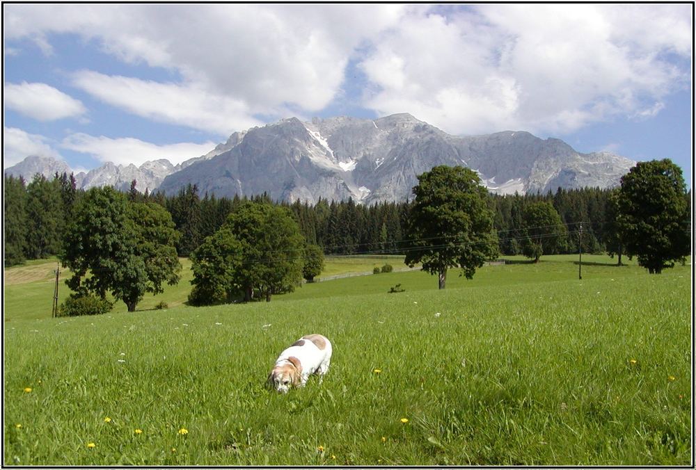 Die Berge, die Almwiese und der dicke Hund