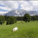 Die Berge, die Almwiese und der dicke Hund