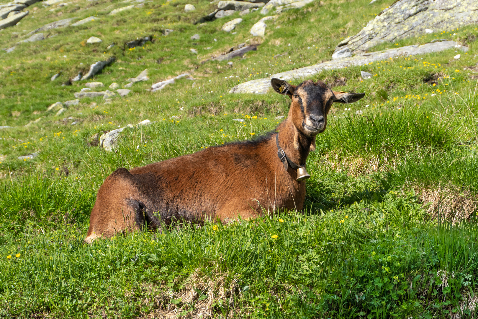 Die Berge sind toll! (3)