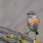 Die Bergsteigerin, Schwarzkehlchen | Saxicola rubicola