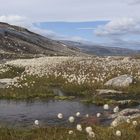 Die Bergtundra des DovreFjells