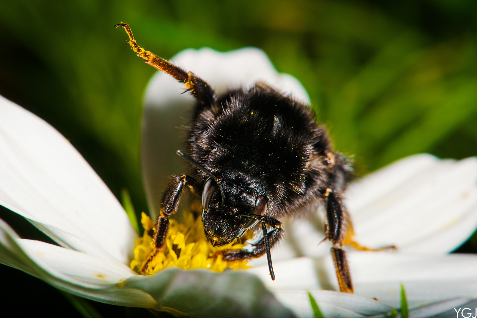 Die Bergwaldhummel "Bombus wurflenii"