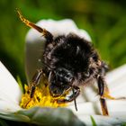 Die Bergwaldhummel "Bombus wurflenii"