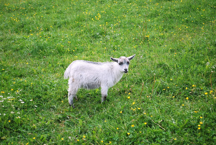 Die Bergziege am Hexenwasser