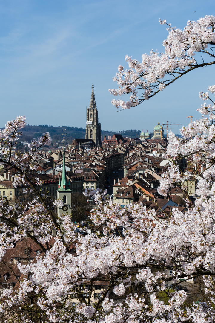 Die Berner Kirschblüte (2)