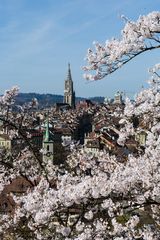 Die Berner Kirschblüte (2)