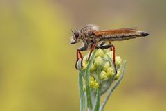 die Berserkerfliege