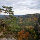 Die berühmte Kiefer...