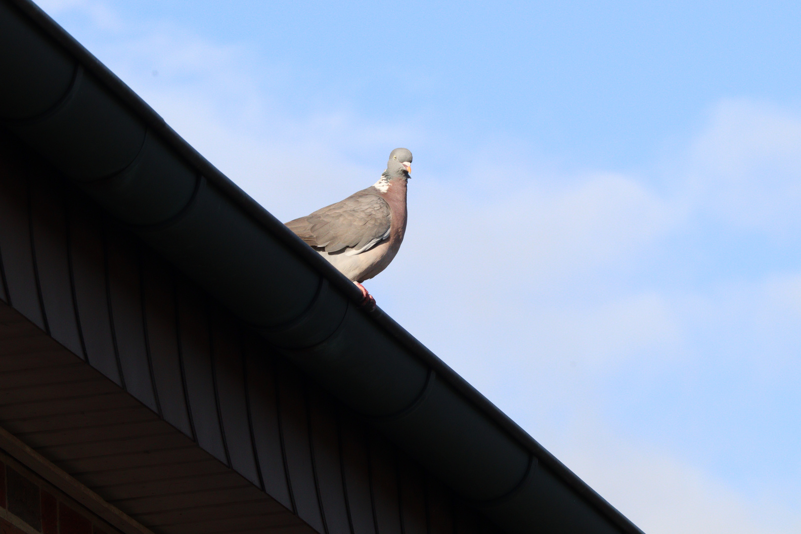 Die berühmte Taube auf dem Dach.Hihi Foto & Bild Bilder auf
