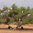 Die berühmten "Argan-Ziegen"