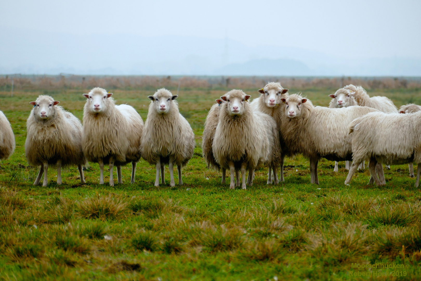 Die berühmten Moorschnucken vom Dümmer See in Niedersachsen - Beweidungsprojekt