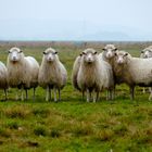 Die berühmten Moorschnucken vom Dümmer See in Niedersachsen - Beweidungsprojekt