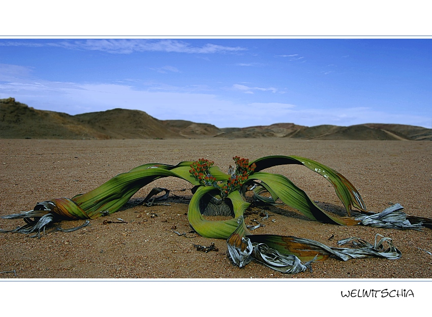 Die berühmteste Pflanze in Namibia...