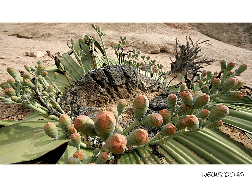 Die berühmteste Pflanze in Namibia... (Teil II)