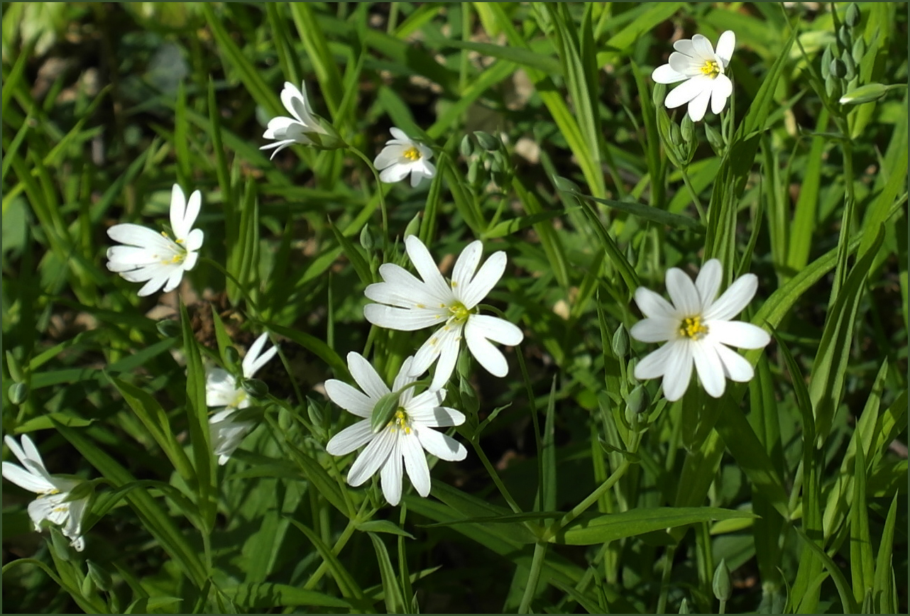 Die bescheidenen, kleinen Weißen am Wegesrand