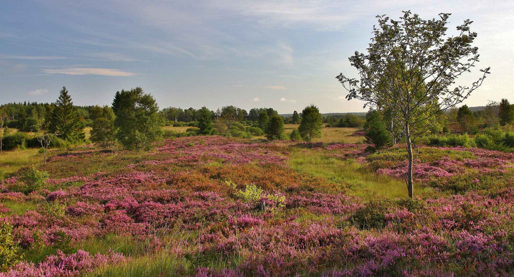 Die Besenheide Blüht 