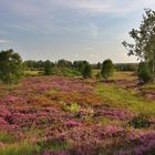 Die Besenheide Blüht 