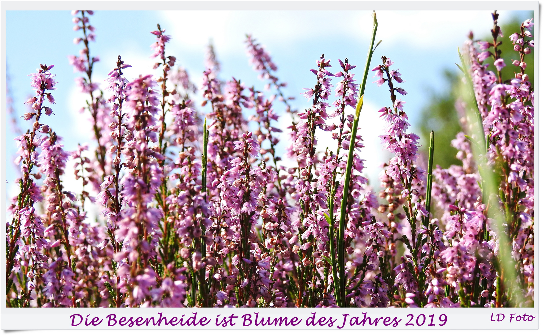 Die Besenheide ist Blume des Jahres 2019 Foto & Bild landschaft