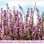 Die Besenheide ist Blume des Jahres 2019