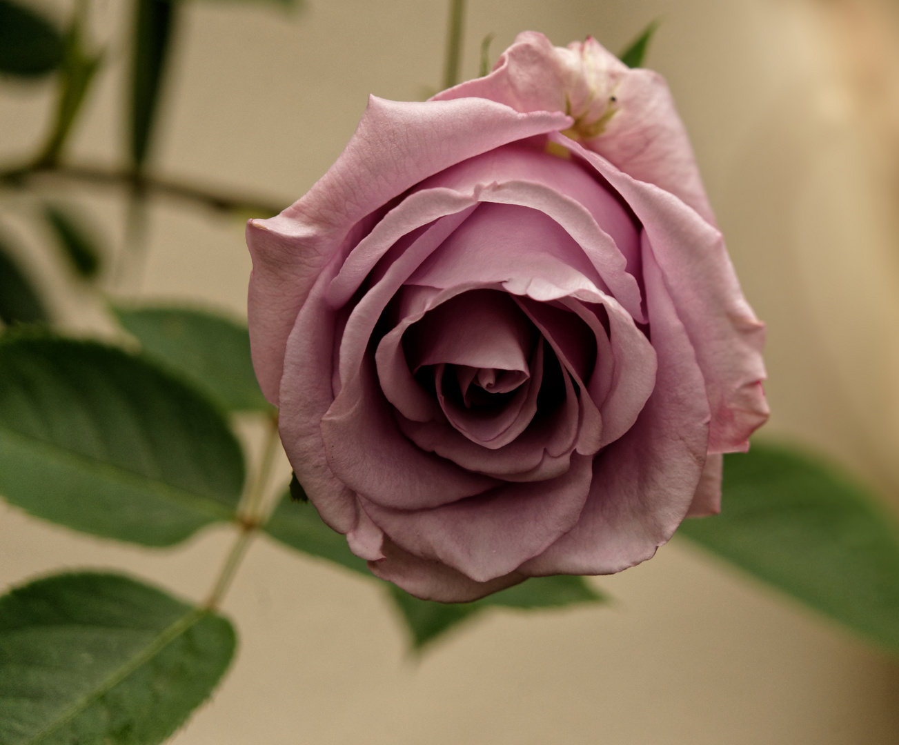 die besondere Rose