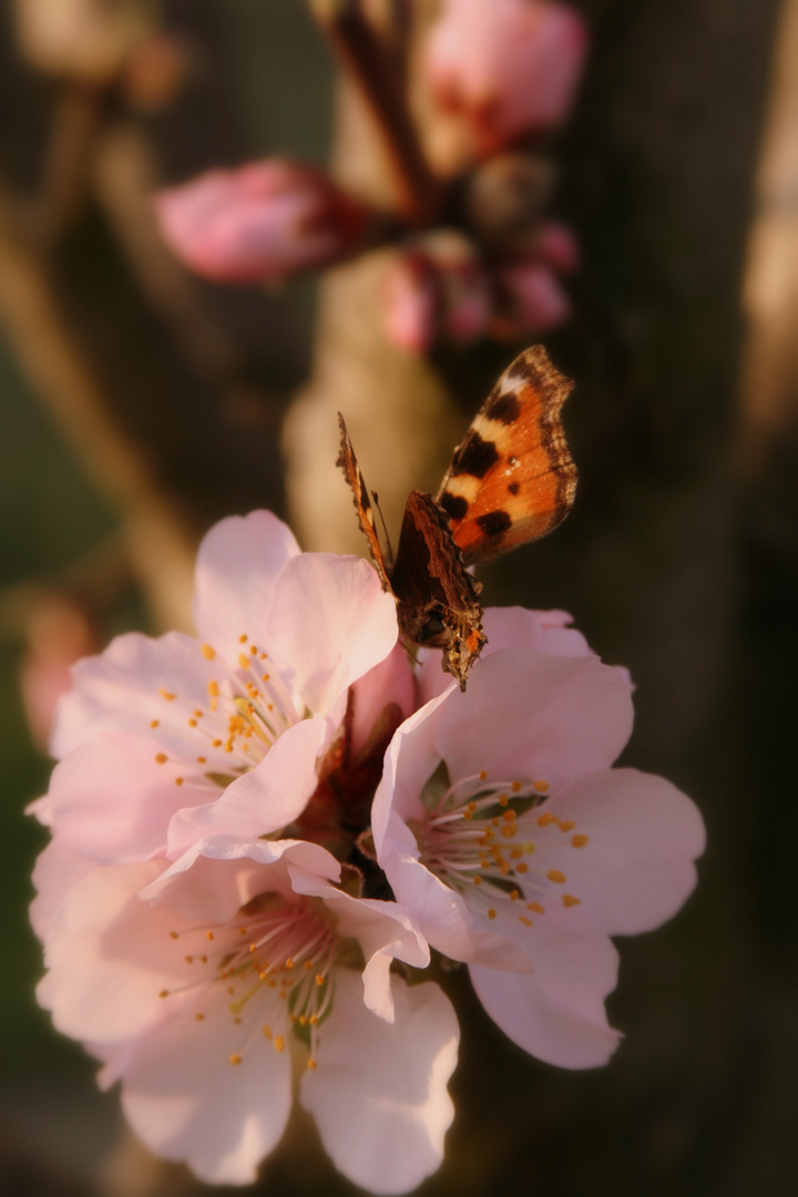 Die Besonderheiten der Mandelblüte