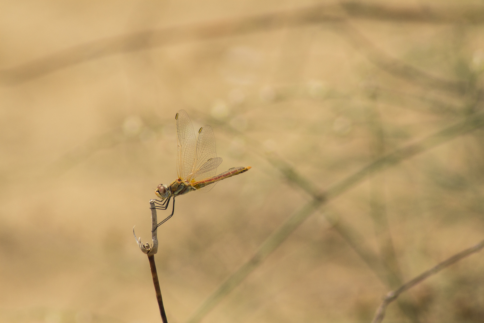 Die besonnene Libelle