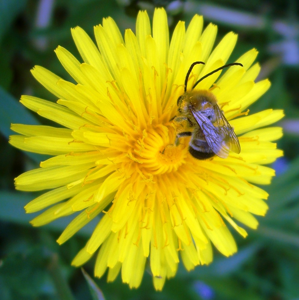 die Bestäubung der Blüten