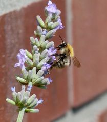 Die Besteigung der Lavendelblüten