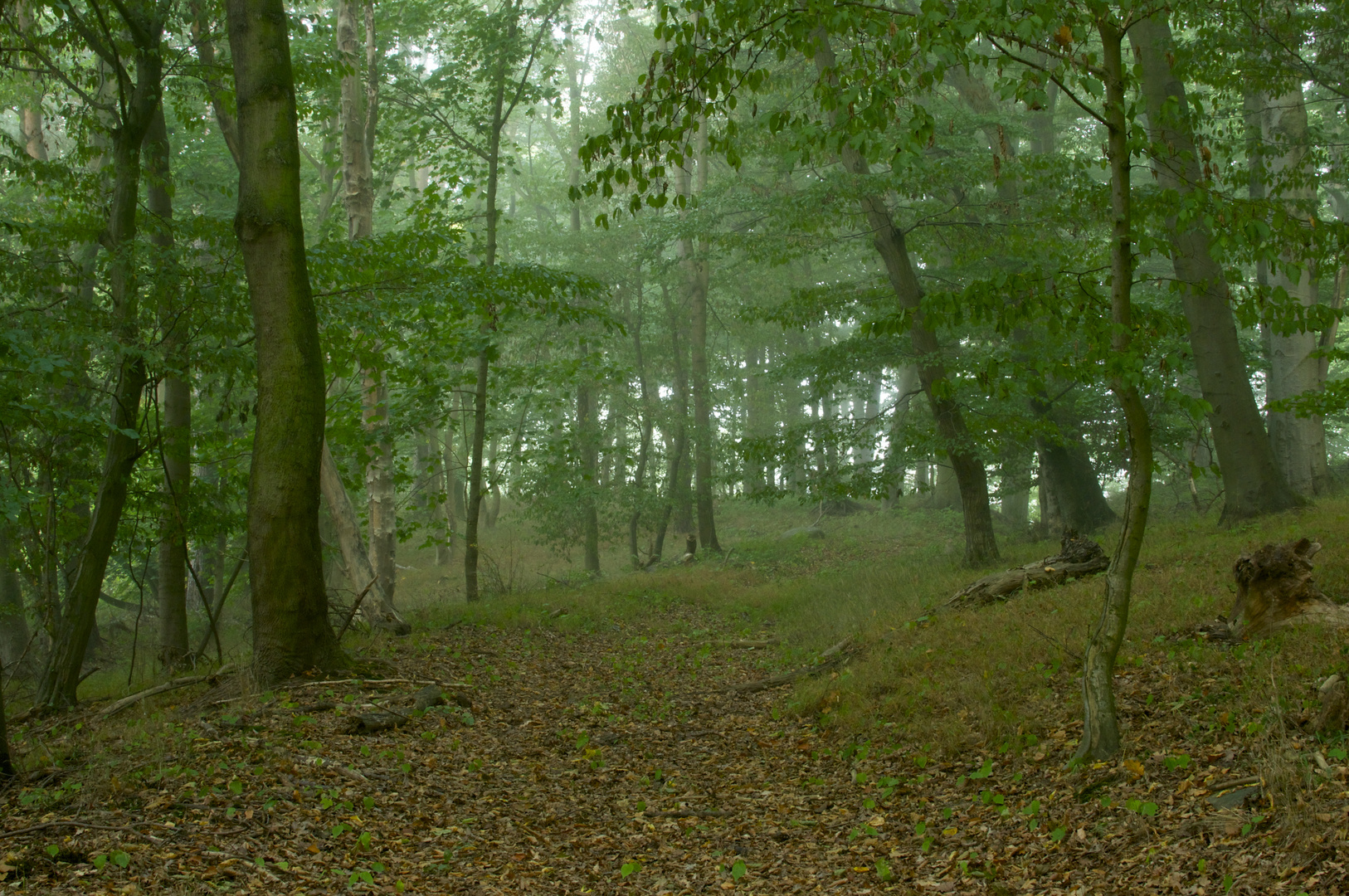 die besten Geschichten Erzähler im Nebel