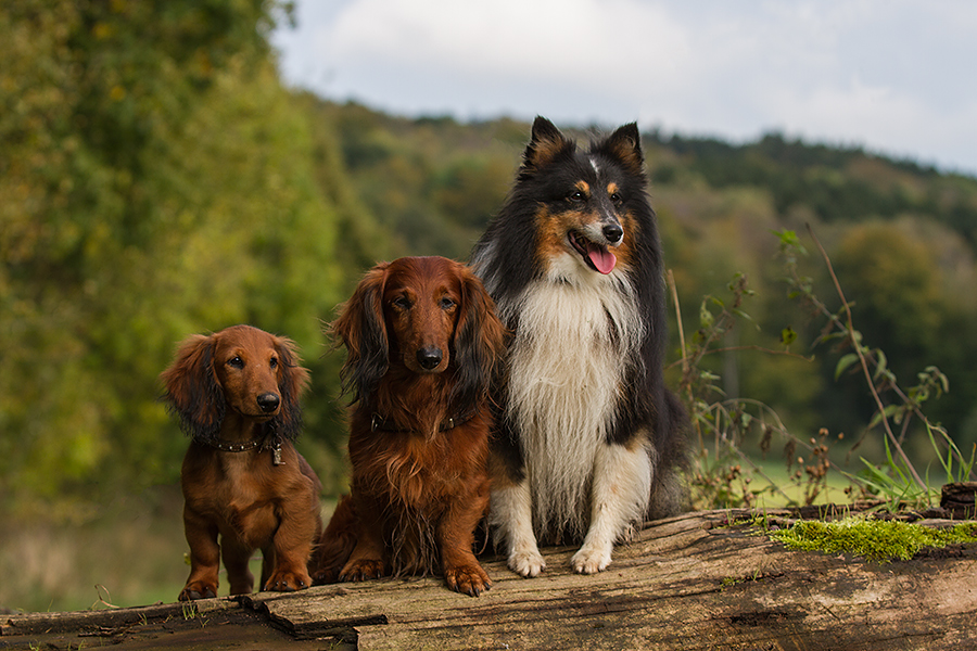 Wet Dog Die Menschlichsten Und Witzigsten Hunde Fotos Der Welt