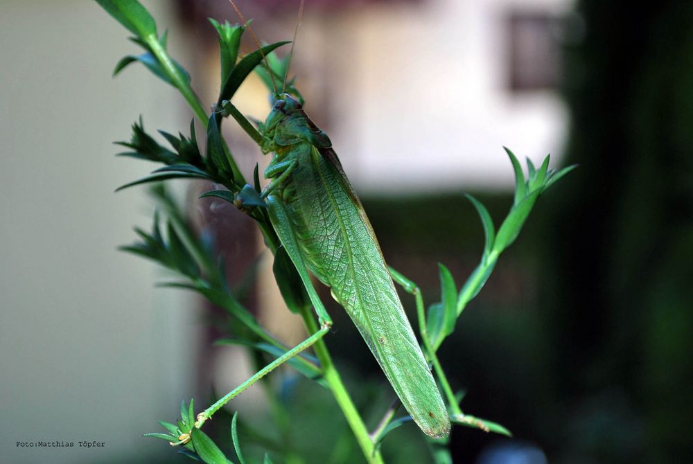 die besten Motive kann man im eigenen Garten finden