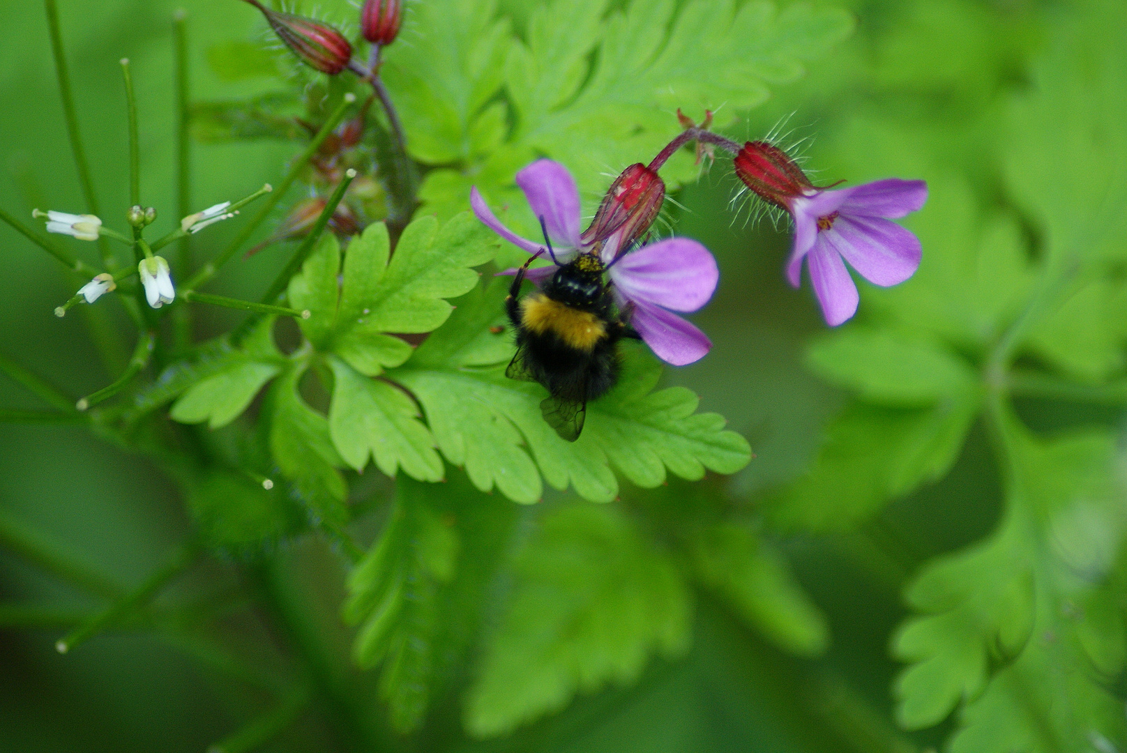 die Besuch und die Blumen