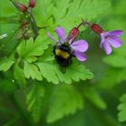 die Besuch und die Blumen