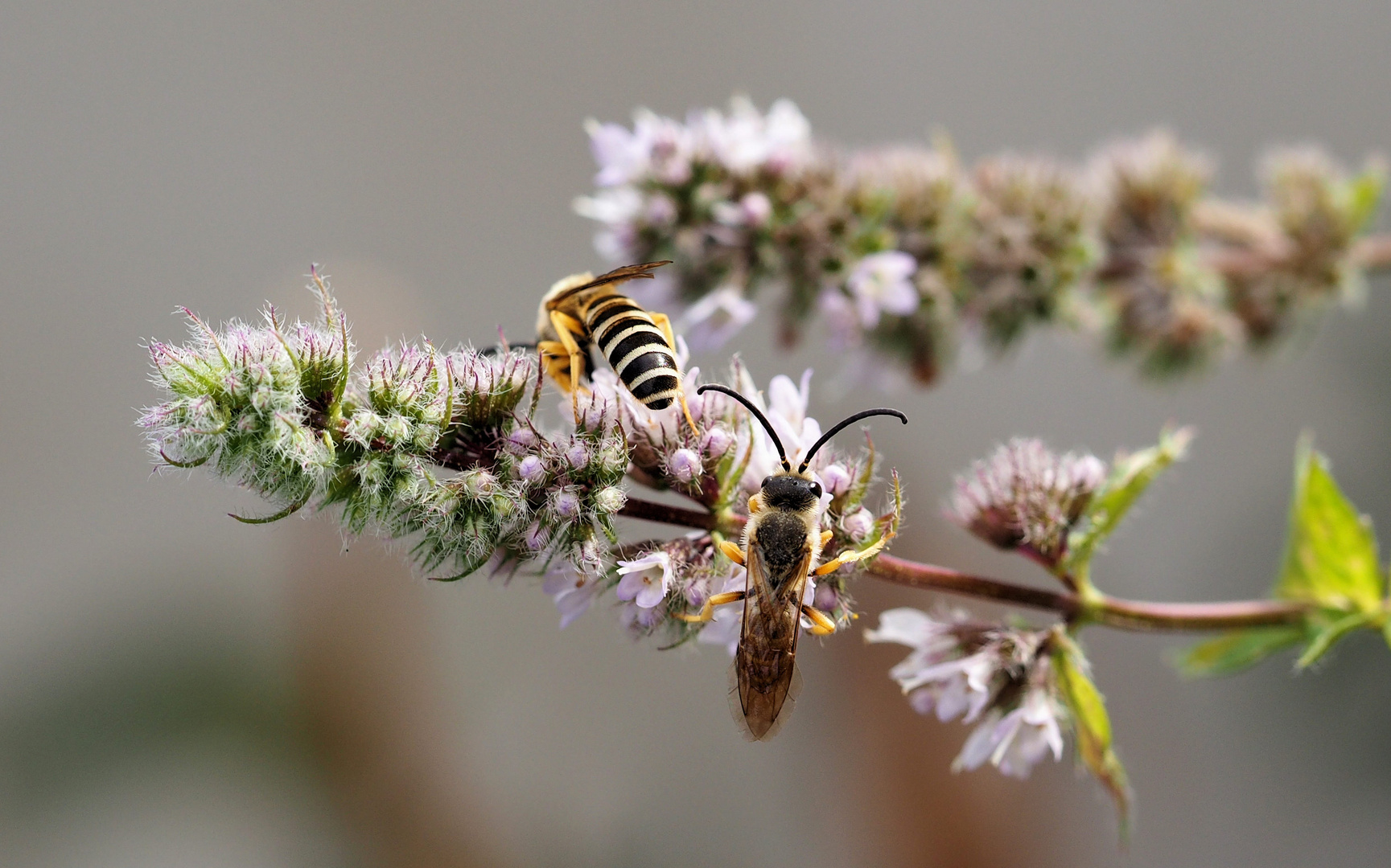 Die Besucher …