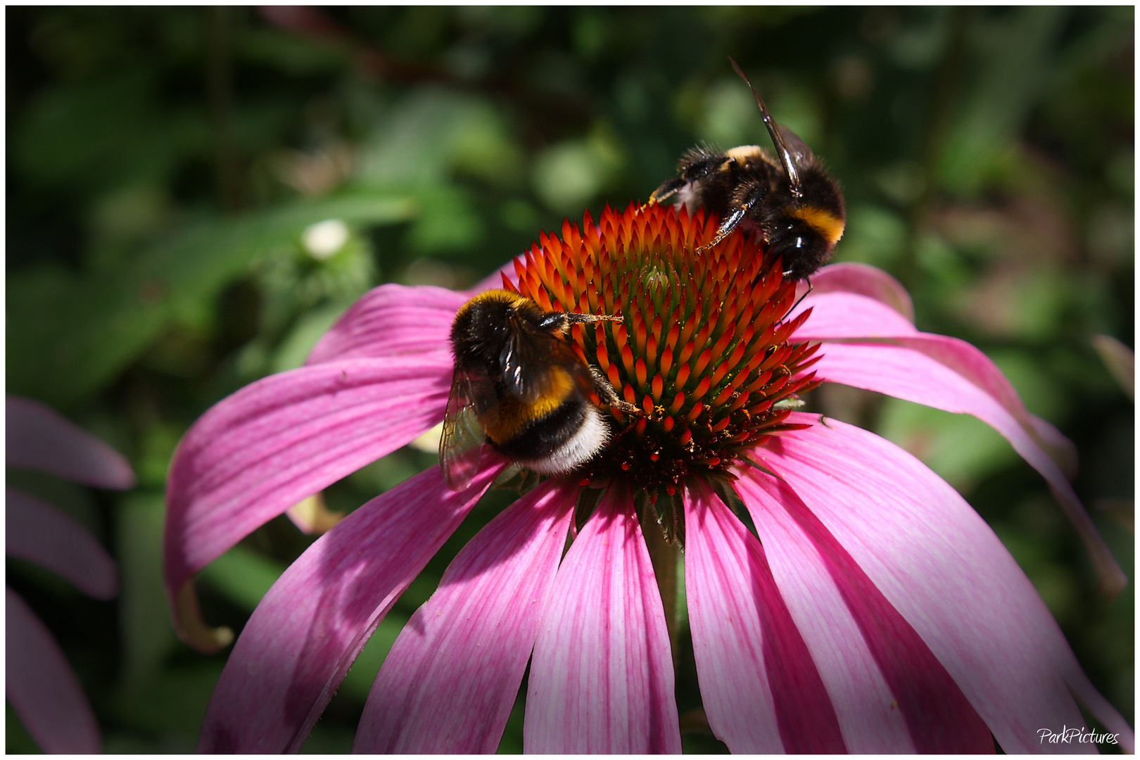 Die Besucher