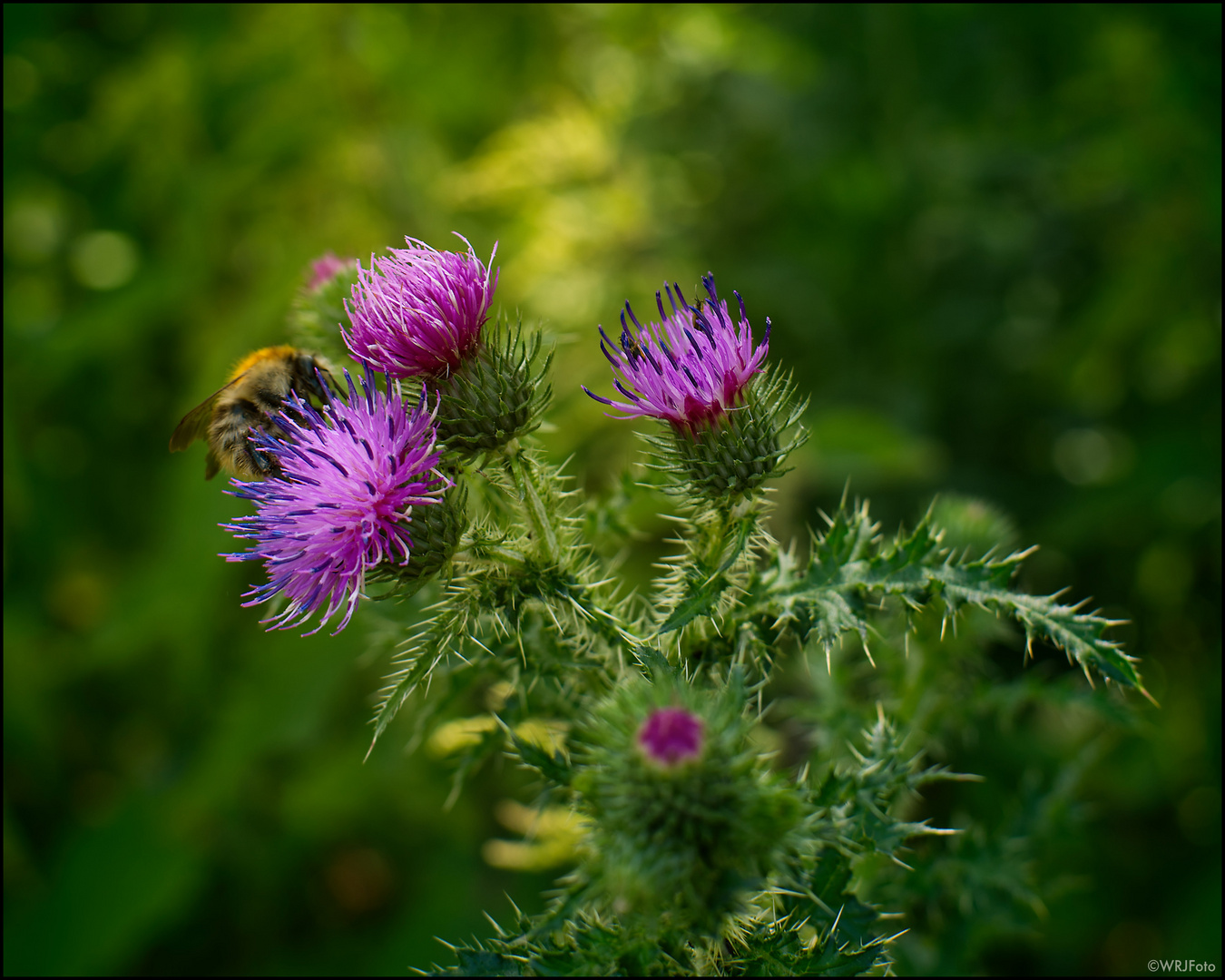 Die Besucher auf der Distel