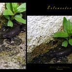 "Die Besucher - Salamander"