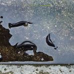"Die Besucher - Salamander Gruppenfoto"