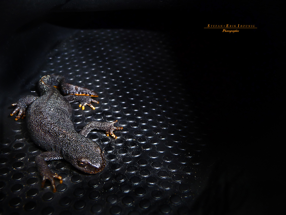 "Die Besucher - Salamander im Gartenschuh* Serien-Ende