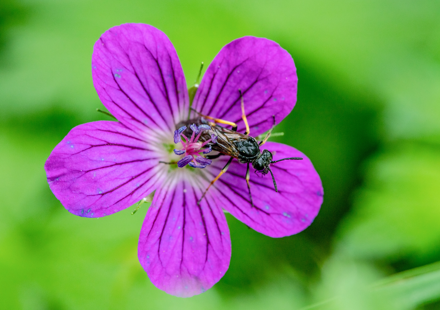 Die Besucherin