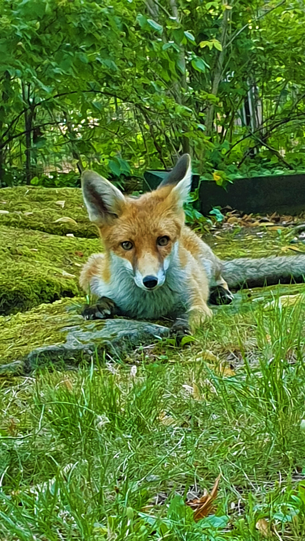 Die Besucherin