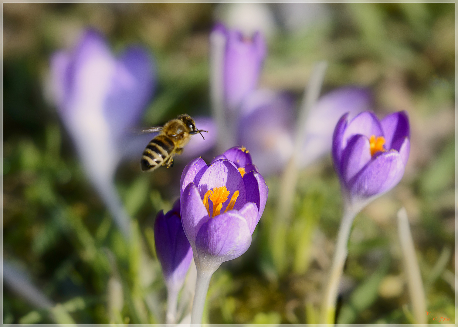 Die Besucherin