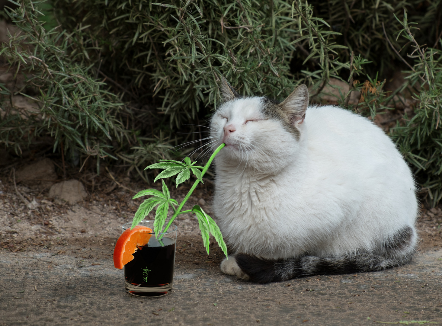 Die betörte Naschkatze