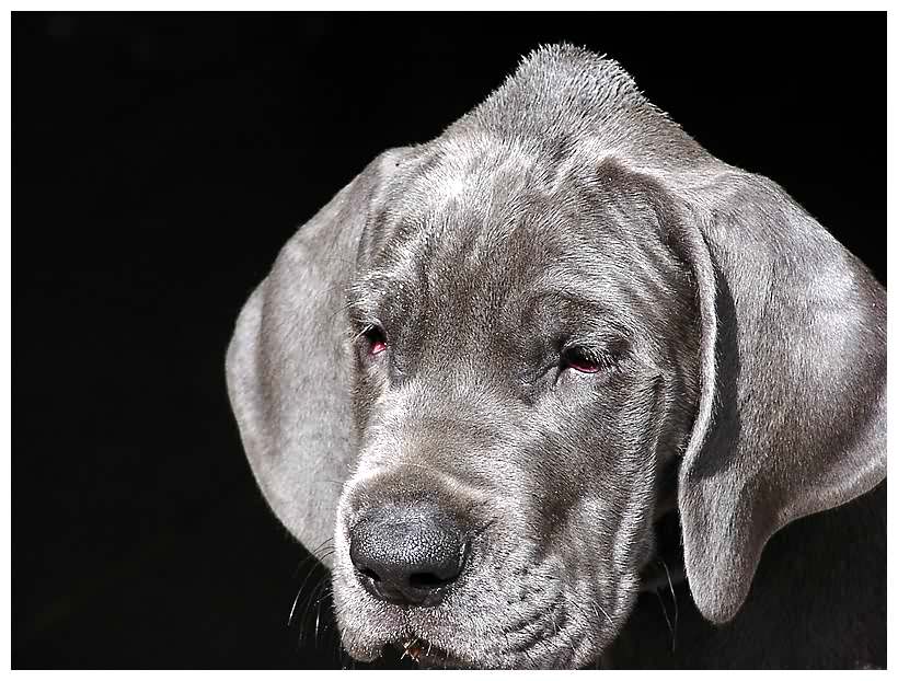 die Beule Foto & Bild tiere, haustiere, hunde Bilder auf die Beule Foto & Bild tiere, haustiere, hunde Bilder auf