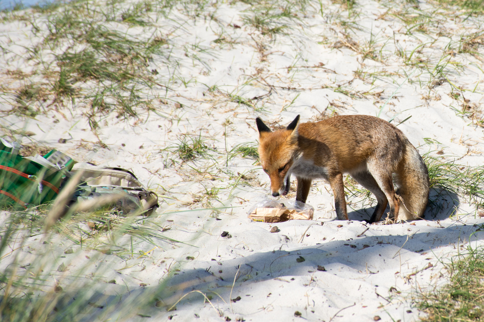 Die Beute