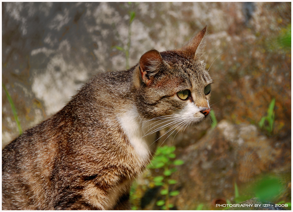 Die Beute im Blick