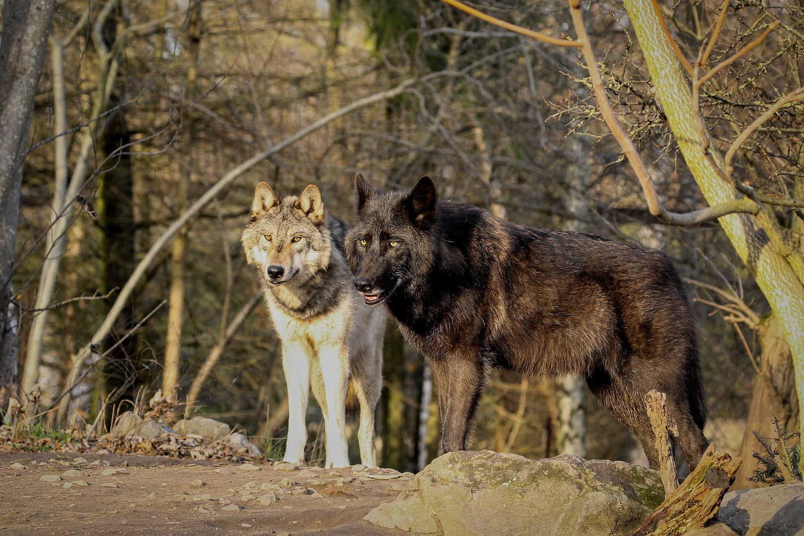 die Beute im Blick