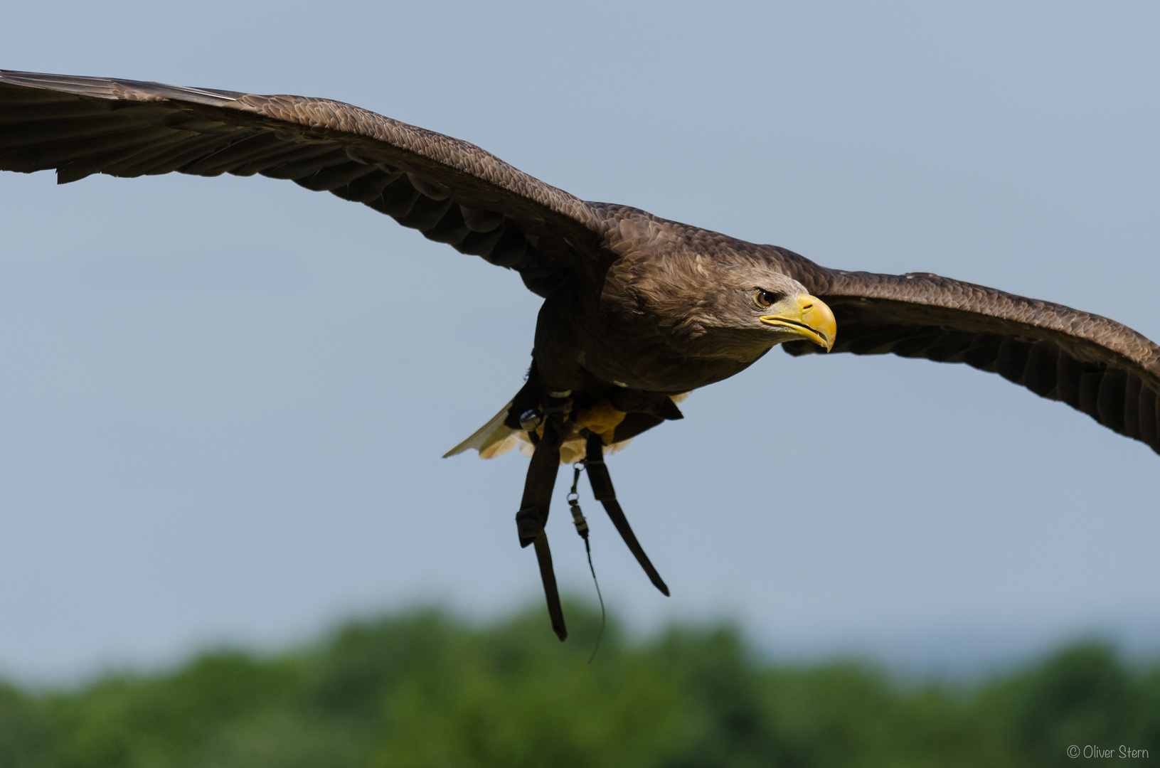 Die Beute im Blick