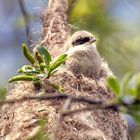 Die Beutelmeise beim Nestbau