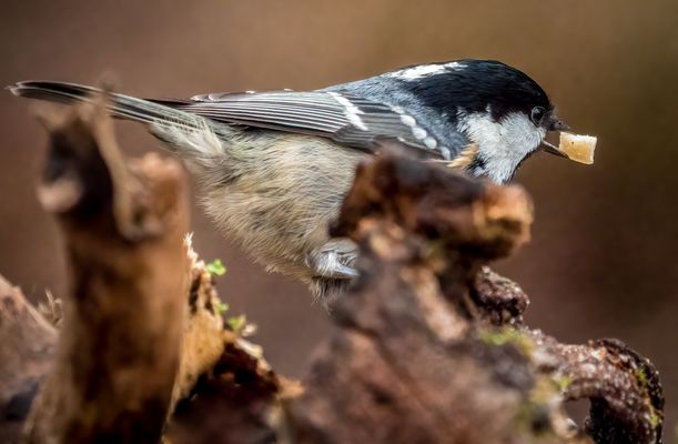 "DIE BEUTENUSS"   (ISO 5000)